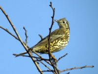 Turdus viscivorus Klagshamns udde, Malmö, Skåne, Sweden 20051031 018