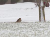 Turdus viscivorus Limhamns kyrkogård, Malmö, Skåne, Sweden 20240110_0008