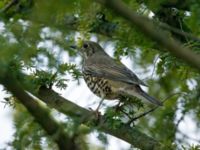 Turdus viscivorus St Pauli mellersta kyrkogård, Malmö, Skåne, Sweden 20180114B_0049