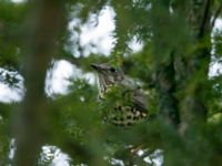 Turdus viscivorus St Pauli mellersta kyrkogård, Malmö, Skåne, Sweden 20180114B_0056