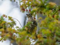 Turdus viscivorus St Pauli mellersta kyrkogård, Malmö, Skåne, Sweden 20180114B_0059