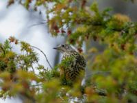 Turdus viscivorus St Pauli mellersta kyrkogård, Malmö, Skåne, Sweden 20180114B_0063