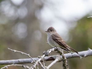 Contopus sordidulus - Western Wood-pewee - Västlig pivi