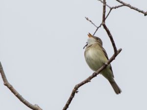 Empidonax alnorum - Alder Flycatcher - Alempid