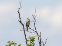 Empidonax alnorum Reflection Lake, Anchorage, Alaska, USA 20140628B_0240