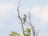 Empidonax alnorum Reflection Lake, Anchorage, Alaska, USA 20140628B_0241