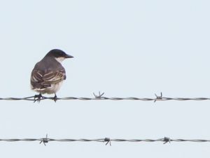 Tyrannus tyrannus - Eastern Kingbird - Östlig kungstyrann