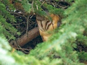 Tyto alba - Barn Owl - Tornuggla
