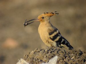 Upupa epops - Eurasian Hoopoe - Härfågel