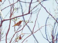 Zosterops erythropleurus Happy Island (Shijiu Tuodao), Hebei, China 19980518 (32)