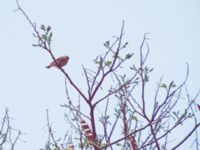 Zosterops erythropleurus Happy Island (Shijiu Tuodao), Hebei, China 19980518 (35)