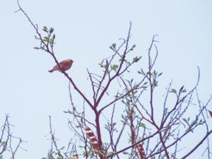 Zosteropidae - White-eyes - Glasögonfåglar