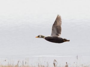 Anatidae - Ducks, Geese and Swans - Änder