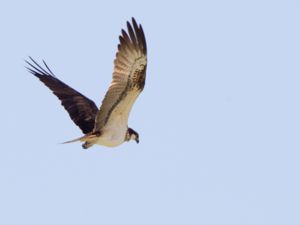 Pandionidae - Ospreys - Fiskgjusar
