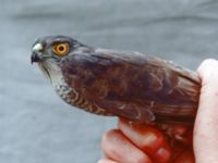 Accipiter gularis Happy Island (Shijiu Tuodao), Hebei, China 19980519 (20)