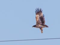 Aquila nipalensis 3cy Gärdslöv, Trelleborg, Skåne, Sweden 20160117B_0121