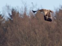 Aquila nipalensis 3cy Gärdslöv, Trelleborg, Skåne, Sweden 20160117_0127