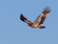 Aquila nipalensis 3cy Gärdslöv, Trelleborg, Skåne, Sweden 20160117_0138