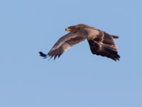 Aquila nipalensis 3cy Gärdslöv, Trelleborg, Skåne, Sweden 20160117_0139