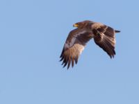 Aquila nipalensis 3cy Gärdslöv, Trelleborg, Skåne, Sweden 20160117_0144