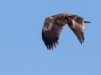 Aquila nipalensis 3cy Gärdslöv, Trelleborg, Skåne, Sweden 20160117_0152