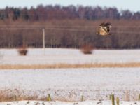 Aquila nipalensis 3cy Gärdslöv, Trelleborg, Skåne, Sweden 20160117_0224