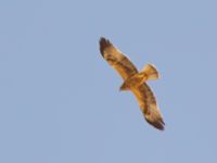 Aquila pennata dark Km 76-77, Israel 20130330B 187