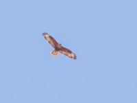 Buteo rufinus ad Durnalik, Turkey 20120705B 035