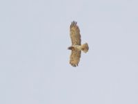 Circaetus gallicus Mount Gilboa, Israel 20130331B 137