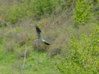 Circus pygragus male 3.5 km W Gamardjveba, Mtskheta-Mtianeti, Georgia 20180428_0669