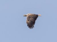 Haliaeetus albicilla ad Fårhagen N delen, Bunkeflo strandängar, Malmö, Skåne, Sweden 20240712_0029