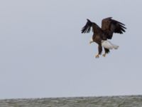 Haliaeetus leucocephalus washingtoniensis ad Homer Spit, Alaska, USA 20140617_1116