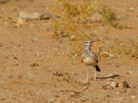 Alaemon alaudipes alaudipes Oued Jenna, Awsard Road, Western Sahara, Morocco 20180220_0166