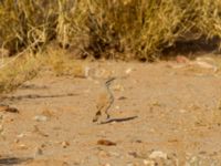 Alaemon alaudipes alaudipes Oued Jenna, Awsard Road, Western Sahara, Morocco 20180220_0173