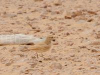 Ammomanes cinctura arenicola Camel Drinking, Awsard Road, Western Sahara, Morocco 20180219_0133