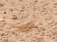 Ammomanes cinctura arenicola Camel Drinking, Awsard Road, Western Sahara, Morocco 20180219_0137