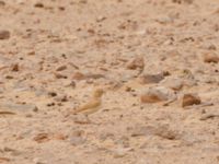 Ammomanes cinctura arenicolor Camel Drinking, Awsard Road, Western Sahara, Morocco 20180219_0119