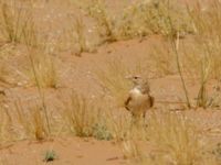 Ammomanes cinctura arenicolor Oued Jenna, Awsard Road, Western Sahara, Morocco 20180220_0144