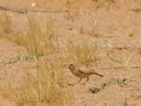 Ammomanes cinctura arenicolor Oued Jenna, Awsard Road, Western Sahara, Morocco 20180220_0148