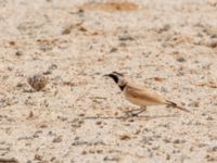 Eremophila bilopha Desert between N1100 and N3, Dakhla, Western Sahara, Morocco 20180219_0041