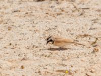 Eremophila bilopha Desert between N1100 and N3, Dakhla, Western Sahara, Morocco 20180219_0044