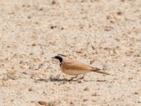 Eremophila bilopha Desert between N1100 and N3, Dakhla, Western Sahara, Morocco 20180219_0046