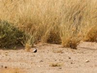 Eremopterix nigriceps albifrons male Oued Jenna, Awsard Road, Western Sahara, Morocco 20180220_0076
