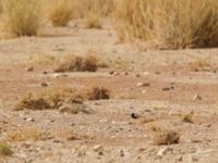 Eremopterix nigriceps albifrons male Oued Jenna, Awsard Road, Western Sahara, Morocco 20180220_0080