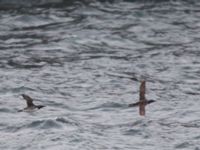 Uria lomvia arra et Uria aalge inornata Resurrection Bay, Seward, Alaska, USA 20140616_0642