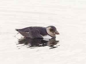 Fratercula arctica - Atlantic Puffin - Lunnefågel