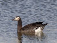 Anser anser x Branta canadensis Norra hamnen, Malmö, Skåne, Sweden 20220430_0074