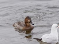 Aythya ferina ad female Öresundsparken, Malmö, Skåne, Sweden 20150228B_0032