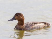 Aythya ferina female Yevpatoria, Crimea, Russia 20150912_0201