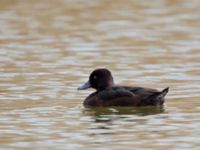 Aythya fuligula female Husie mosse, Malmö, Skåne, Sweden 20140413_0001